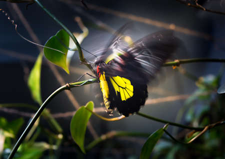 Shining black-yellow butterfly Papilio flutters the wings on dark background. Motion blur give the picture more expressive.の写真素材