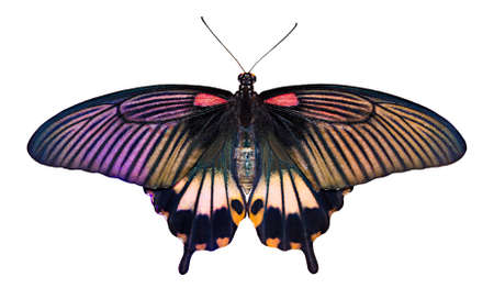 Isolated beautiful Papilio butterfly on white background.の写真素材