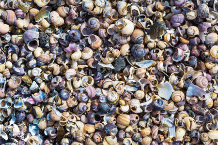 Nature background of beautiful multicolored seashellsの写真素材