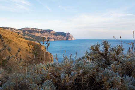 Closeup vegetation on defocused background of beautiful seaside, Balaclava, Crimea.の写真素材