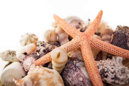 Natural background of beautiful multicolored seashells with starfishの写真素材