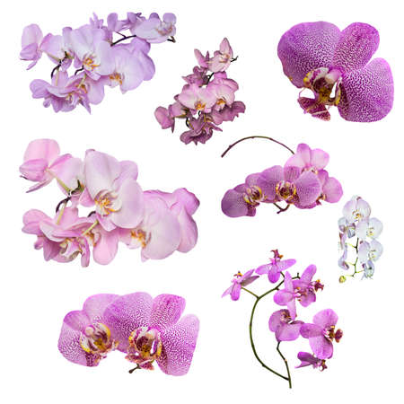 Set of Phalaenopsis orchid flowers isolated on white background. Phalaenopsis orchid flower is like a tropical butterfly.の写真素材