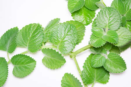 Branches and leafs of the mint on white background. Melissa officinalis.の写真素材