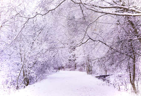 Miracle winter forest covered by snow. Beautiful frozen trees. Dense forest. Saint-Petersburg.