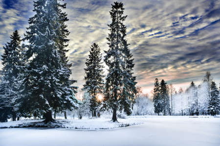 Miracle winter forest covered by snow. Beautiful frozen pine-trees and mysterious sky. Frozen lake. Sunset. Saint-Petersburg.の写真素材