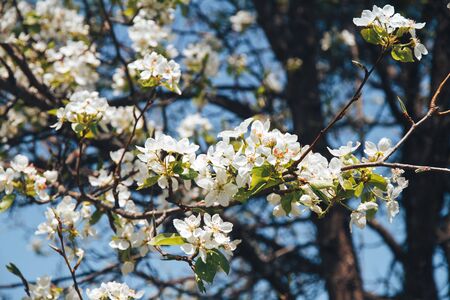 Flowering branch of pear. blooming spring garden. Flowers pear close-up.の写真素材