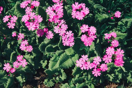 Primrose ordinary, Primula vulgaris, or primrose in the spring garden. Primroses in the spring.の写真素材