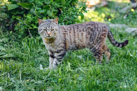 portrait of a tricolor cat in the green grass.