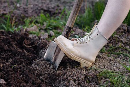 Close up woman digs soil with metal shovel. Digging ground for plant seeding.
