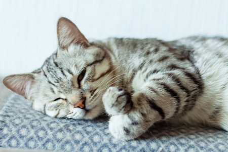 Sleeping grey striped cat on a sofa, sleeping cat face close upの写真素材