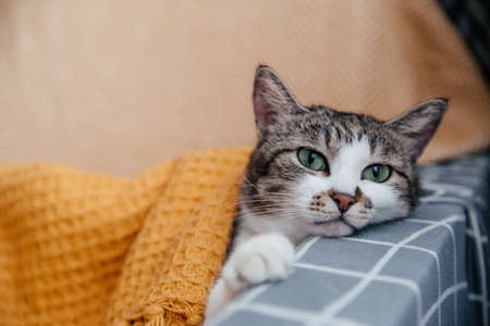 Cute gray cat lies on a armchair in an orange blanket.の写真素材
