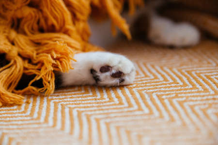 A white cats paws on an orange blanket. Cozy home.の写真素材