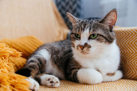 Cute gray cat lies on a armchair in an orange blanket.の写真素材