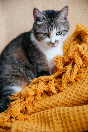 Cute gray cat sits on a armchair in an orange blanket.の写真素材