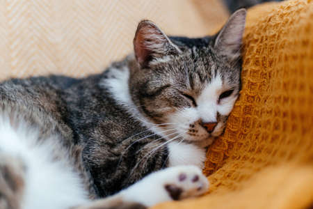 Cute gray cat lies on a armchair in an orange blanket.の写真素材