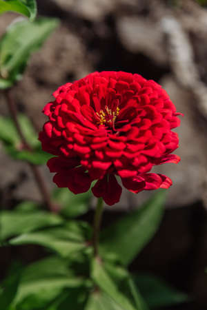 Close-up of a herbaceous Zinnia plant with a red flowerの写真素材
