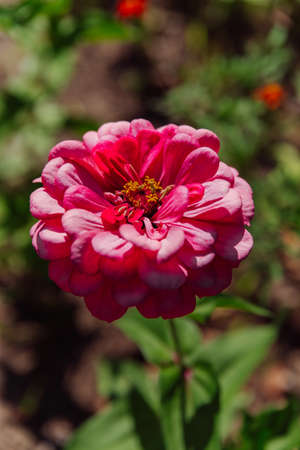 Close-up of a herbaceous Zinnia plant with a pink flowerの写真素材