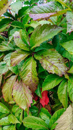 Maiden grape after the rain. Background of succulent green leaves in the raindrops. garden ornamental shrubの写真素材