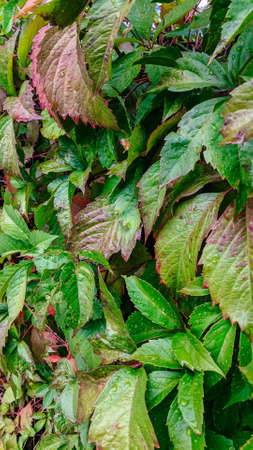 Maiden grape after the rain. Background of succulent green leaves in the raindrops. garden ornamental shrubの写真素材