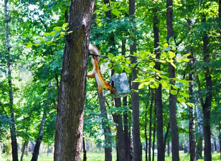 Squirrel hangs upside down on a tree trunk and gnaws nuts