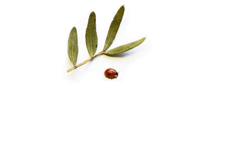 red ladybug and twig with green leaves on a white background. Minimalism. Isolated.の写真素材