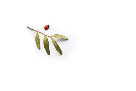 red ladybug and twig with green leaves on a white background. Minimalism. Isolated. Close-up