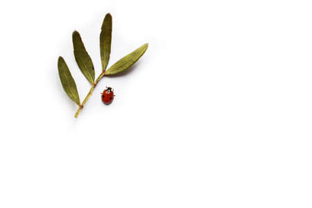 red ladybug and twig with green leaves on a white background. Minimalism. Isolated. Close-up