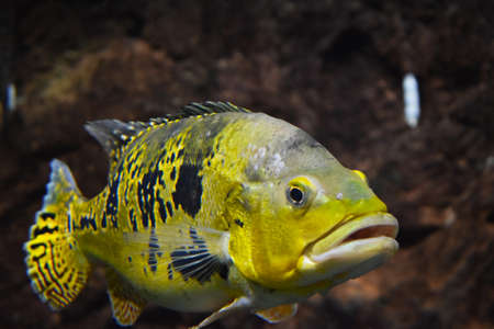 unusual yellow and black fish in water closeupの写真素材
