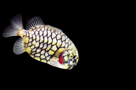 Yellow fish on a black background isolated. unusual yellow fish with a black pattern and transparent fins in the water closeupの写真素材