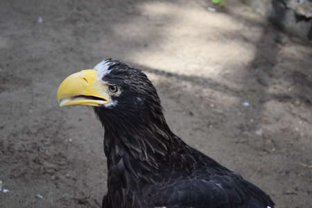 black bird with yellow beak portrait. Steller's sea eagle. closeupの写真素材