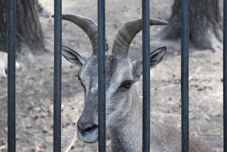 horned animal behind bars. blue ram, goat in a cageの写真素材