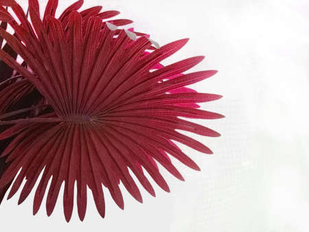 palm round red leaf isolated on white backgroundの写真素材