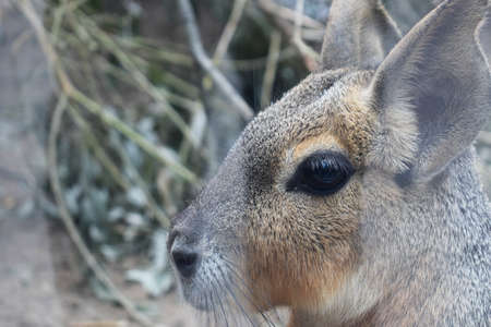 Patagonian Mara is a large rodent of the genus Mara. Closeup portraitの写真素材