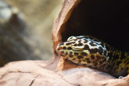 The spotted lizard sleeping. Leopard reptile with closed eyes. Head of eublefarの写真素材