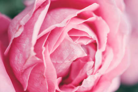 Pink rose close up. Beautiful pink flower.の写真素材