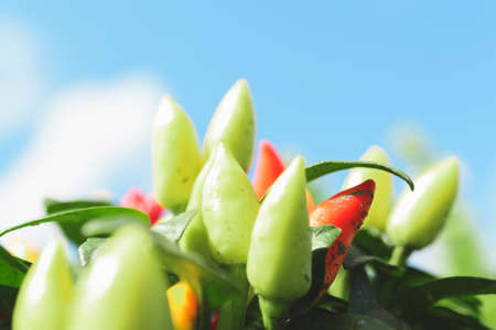 A bush with small green peppers on the background of the sky close-up.の写真素材