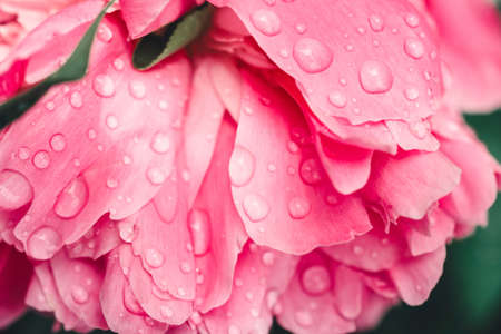 Pink peony flower with water drops. Close-up.の写真素材