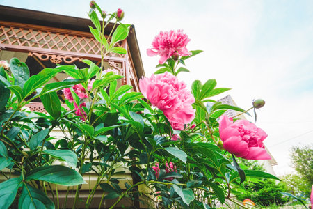Blooming bush of pink peonies against the sky. Summer landscape with flowers. Pink flowers.の写真素材