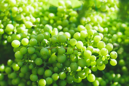 A bunch of unripe green grapes close up.の写真素材