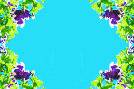 Frame of purple flowers and green leaves on a blue background. Petunia flowers.
