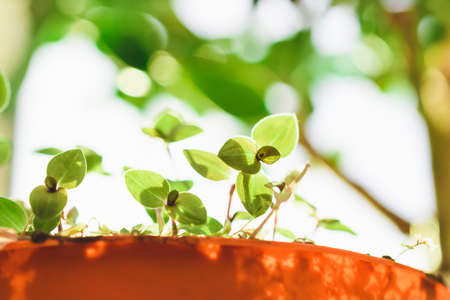 Growing plants at home. Spring planting. Green plants. Home garden.