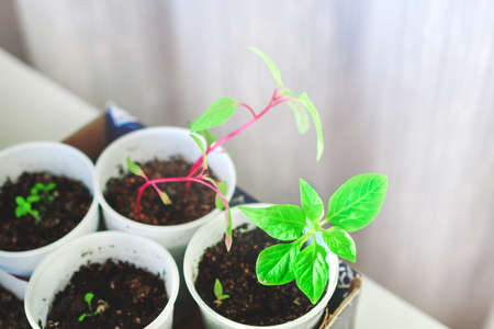 Green young plants in cups with earth on a windowsill. Growing plants at home. Spring planting.の写真素材