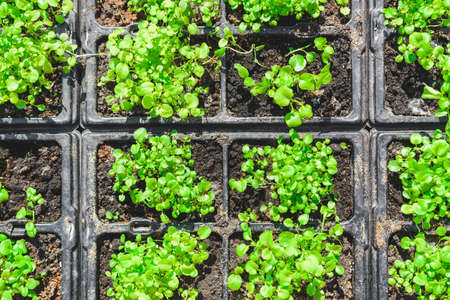Spring seedlings. Green young plants in a tray with earth.の写真素材