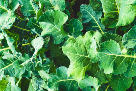 Green leaves of cabbage. Healthy food. Green background.の写真素材