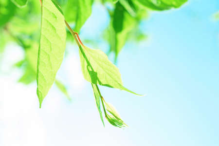 Branch with green leaves on a background of blue sky. Close-up. Sunny summer day in nature.