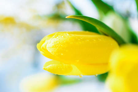 Yellow tulip with water drops close-up.の写真素材