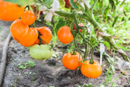 Orange tomatoes on a bush in a greenhouse.の写真素材
