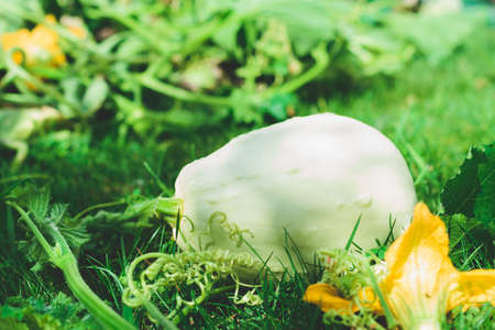 White pumpkin on the grass in the vegetable garden.の写真素材