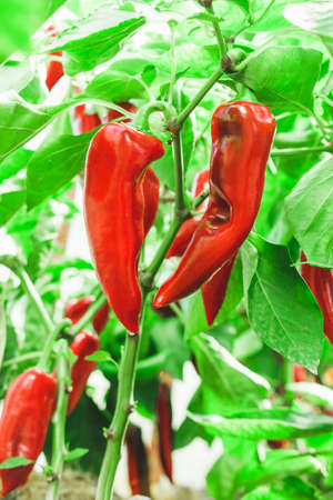 Red ripe peppers on a bush in a greenhouse. Close-up. Harvesting.の写真素材