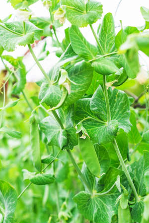 A bush with green peas. Green pea pods. Growing peas in the country garden.の写真素材